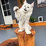 cat, white_cat, fluffy, long_hair, pet, animal, standing, raised_paw, outdoor, patio, tree_stump, wood, portrait, dramatic_angle, gray_wall, door, window, plant, black_cat, funny_pose