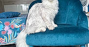 Valinore a rejoint le concours — aidez-le/la à gagner de superbes lots ! cat, white_cat, fluffy, long_hair, maine_coon, sitting, armchair, blue_chair, indoors, home, living_room, bedroom, furniture, wooden_floor, floral_pattern, rattan_chair, tail, ears, pet, portrait