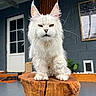 Valinore a rejoint le concours — aidez-le/la à gagner de superbes lots ! cat, white_cat, fluffy, long_hair, pet, animal, portrait, sitting, wooden_stool, wood, outdoor, patio, blue_wall, door, window, whiskers, ears, paws, serious_expression, background_cat