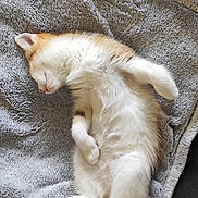 Baïa participe au concours pour gagner de l'argent avec cette photo : kitten, sleeping, cat, feline, pet, cute, fluffy, resting, blanket, soft, indoor, animal, young, fur, whiskers, paw, tail, cozy, relaxing, adorable
