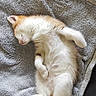 kitten, sleeping, cat, feline, pet, cute, fluffy, resting, blanket, soft, indoor, animal, young, fur, whiskers, paw, tail, cozy, relaxing, adorable