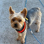 Finn joined the competition — help win amazing prizes! dog, small_dog, leash, harness, concrete, outdoor, grass, stone_tiles, pet, animal, curious, ears_up, standing, daylight, close_up, fur, tan, gray, companion, adorable