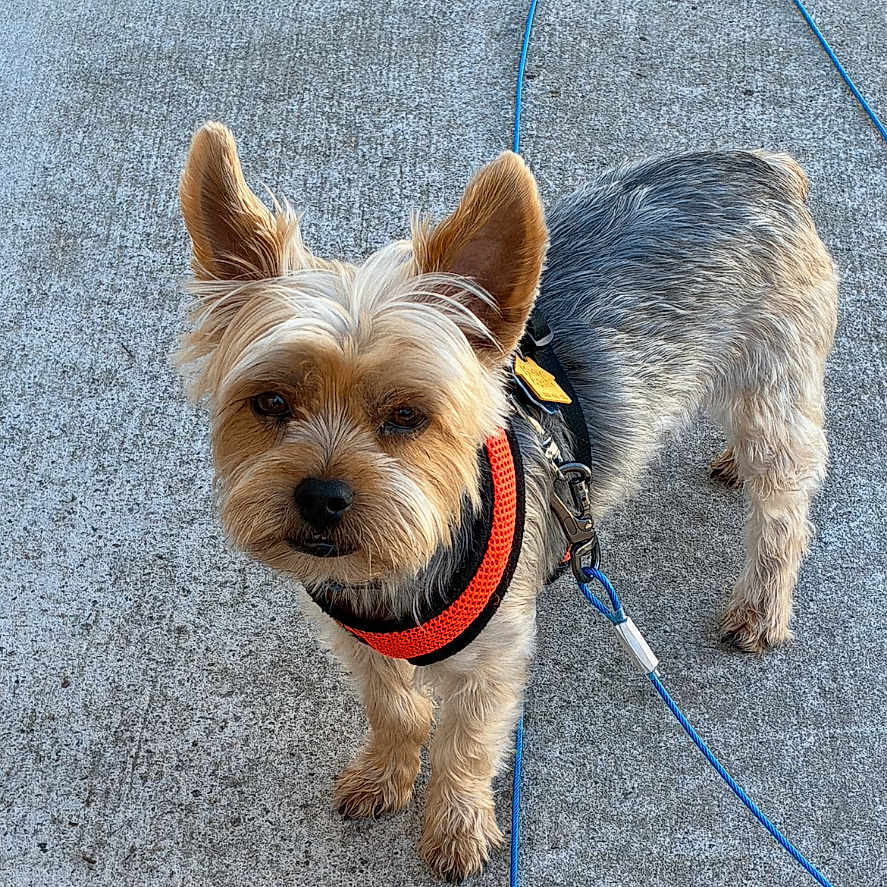 Finn