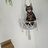 Jessie is registered to the contest to win money with this photo: cat, collar, cozy, curious, cushion, decor, domestic_animal, feline, furniture, hanging_basket, indoor, macrame, minimalist, pet, plant, rope, sitting, tabby, wall, wood