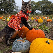 Jessie is registered to the contest to win money with this photo: animal, autumn, bow_tie, cat, costume, cute, fall, festive, field, greenery, harvest, holiday, nature, orange_dress, outdoor, pet, plants, pumpkin, pumpkin_patch, tabby_cat
