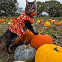 animal, autumn, bow_tie, cat, costume, cute, fall, festive, field, greenery, harvest, holiday, nature, orange_dress, outdoor, pet, plants, pumpkin, pumpkin_patch, tabby_cat