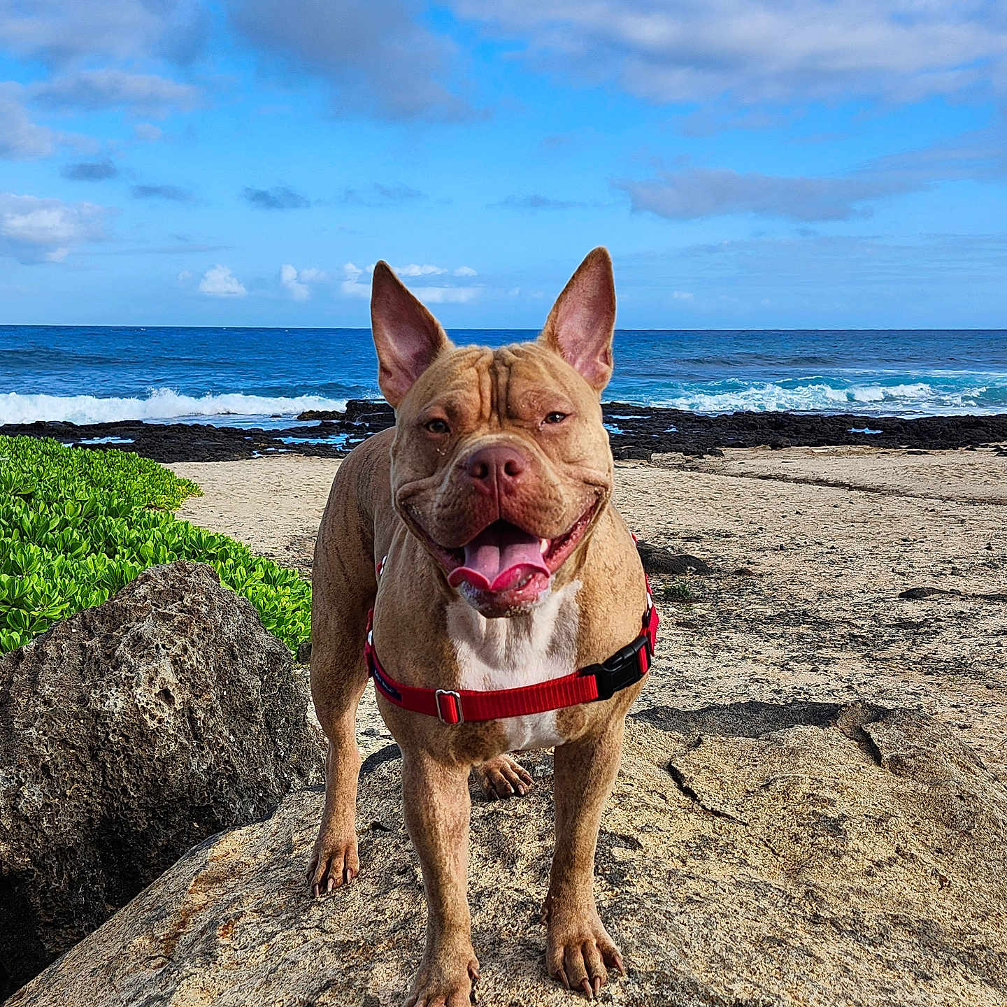 Lucifer is registered to the contest to win money with this photo: animal, beach, bulldog, canine, coast, dog, frenchbulldog, landscape, nature, outdoors, pet, pitbull, puppy, rock, sea, shoreline, sky, soil, summer, water