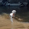 Mia participe au concours pour gagner de l'argent avec cette photo : dog, water, river, rocks, wet, collar, animal, outdoor, nature, brown_water, reflection, canine, pet, pond, forest, daylight, standing, curious, fur, serious