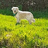 dog, golden_retriever, green_bandana, grass, sunlight, outdoor, nature, field, stone_wall, moss, vines, pet, canine, animal, happy, standing, daylight, fur, tongue_out, alert