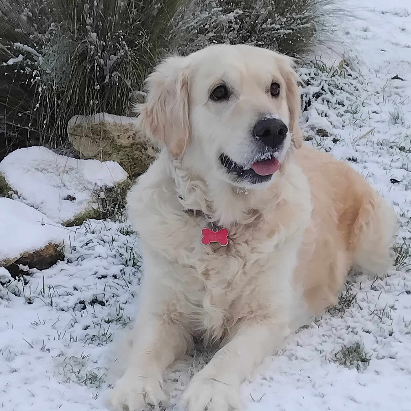 Mia a rejoint le concours — aidez-le/la à gagner de superbes lots ! dog, golden_retriever, snow, outdoor, grass, winter, pet, animal, tongue_out, fur, collar, nature, laying_down, playful, cold, canine, cute, friendly, mammal, portrait