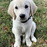 Mia a rejoint le concours — aidez-le/la à gagner de superbes lots ! puppy, dog, golden_retriever, grass, outdoor, pet, cute, animal, collar, sitting, young, fur, nature, adorable, portrait, eyes, face, canine, mammal, small