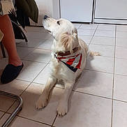 Mia a rejoint le concours — aidez-le/la à gagner de superbes lots ! dog, golden_retriever, bandana, tile_floor, kitchen, appliances, person_leg, slippers, indoor, pet, lying_down, looking_up, domestic, casual, home, white, red, blue, fur, collar