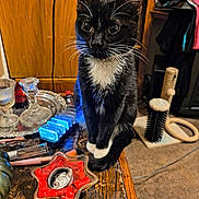 Sarabi is registered to the contest to win money with this photo: black_and_white, candle_holder, carpet, cat, closeup, cozy, curious, domestic_cat, furniture, home, household_items, indoor, kitten, makeup_brush, pet, sitting, table, tuxedo_cat, whiskers, wooden_table
