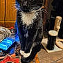 Sarabi is registered to the contest to win money with this photo: animal, black_and_white, candle_holder, carpet, cat, curious_cat, domestic, ears, eyes, feline, furniture, household_items, indoor, pet, scratching_post, sitting, table, tuxedo_cat, whiskers, wooden_table