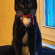Sarabi is registered to the contest to win money with this photo: cat, kitten, black_and_white, tuxedo_cat, red_collar, sitting, indoor, window, curious, pet, feline, whiskers, young, animal, domestic, cute, fur, alert, small, black