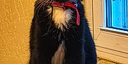 Sarabi is registered to the contest to win money with this photo: alert, animal, black, black_and_white, cat, curious, cute, domestic, feline, fur, indoor, kitten, pet, red_collar, sitting, small, tuxedo_cat, whiskers, window, young