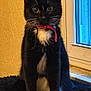 cat, kitten, black_and_white, tuxedo_cat, red_collar, sitting, indoor, window, curious, pet, feline, whiskers, young, animal, domestic, cute, fur, alert, small, black