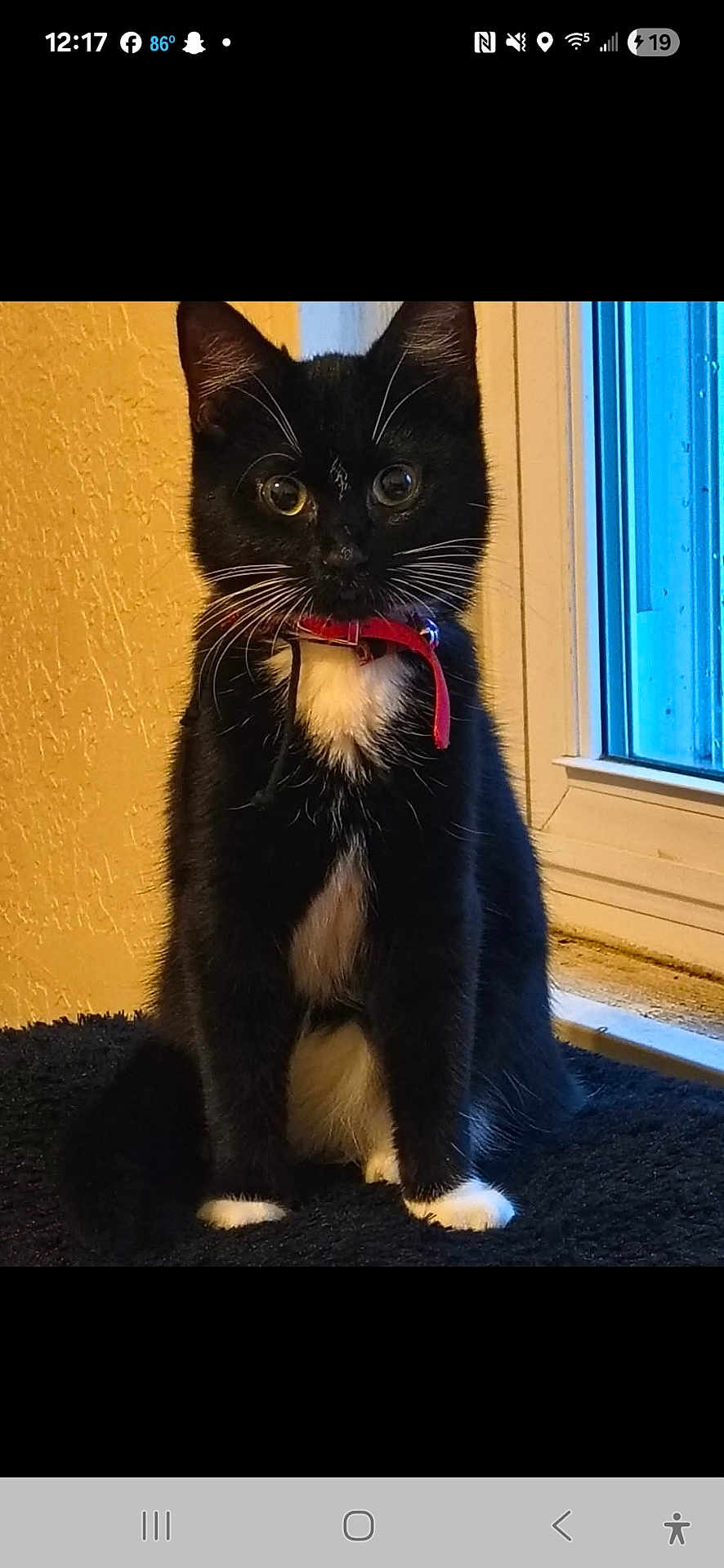 Sarabi is registered to the contest to win money with this photo: cat, kitten, black_and_white, tuxedo_cat, red_collar, sitting, indoor, window, curious, pet, feline, whiskers, young, animal, domestic, cute, fur, alert, small, black