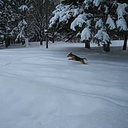 Dash joined the competition — help win amazing prizes! dog, snow, winter, pine_trees, evergreen, running, motion_blur, landscape, outdoors, forest, cold, snow_cover, jumping, action, white, backyard, serene, nature, trees, snowy_ground