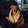 dog, blanket, sherpa_blanket, plaid_blanket, recliner, living_room, indoor, cozy, pet, portrait, sitting, brown_fur, attentive_gaze, folded_ear, soft_texture, warm, background_window, night_time, relaxed, furniture