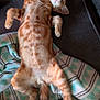 cat, ginger_cat, tabby, pet, sleeping, relaxed, blanket, couch, indoor, fur, whiskers, animal, cute, cozy, resting, paw, tail, soft, domestic_cat, comfortable