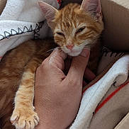 Lumo a rejoint le concours — aidez-le/la à gagner de superbes lots ! kitten, cat, orange_tabby, hand, cardboard_box, blanket, pet, cute, sleepy, feline, soft, cozy, close_up, resting, animal, domestic_cat, comfort, paw, young, indoor