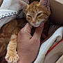 kitten, cat, orange_tabby, hand, cardboard_box, blanket, pet, cute, sleepy, feline, soft, cozy, close_up, resting, animal, domestic_cat, comfort, paw, young, indoor