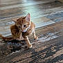kitten, cat, orange_tabby, scratching, floor, wooden_floor, indoor, living_room, furniture, couch, drawer, pet, animal, cute, small, young, whiskers, ears, paws, fur
