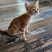Lumo a rejoint le concours — aidez-le/la à gagner de superbes lots ! animal, cat, couch, curious, cute, domestic_animal, dresser, ears, floor, furniture, indoor, kitten, living_room, orange_tabby, pet, sitting, tail, whiskers, wooden_floor, young_cat