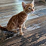 animal, cat, couch, curious, cute, domestic_animal, dresser, ears, floor, furniture, indoor, kitten, living_room, orange_tabby, pet, sitting, tail, whiskers, wooden_floor, young_cat