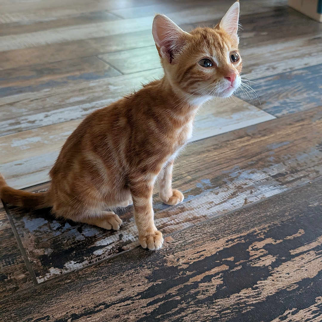 Lumo a rejoint le concours — aidez-le/la à gagner de superbes lots ! animal, cat, couch, curious, cute, domestic_animal, dresser, ears, floor, furniture, indoor, kitten, living_room, orange_tabby, pet, sitting, tail, whiskers, wooden_floor, young_cat