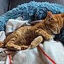 Lumo a rejoint le concours — aidez-le/la à gagner de superbes lots ! animal, blanket, cat, comfort, cozy, cute, domestic_cat, feline, fur, furry, indoor, kitten, orange_tabby, paw, pet_bed, relaxation, resting, sleeping, soft, tail
