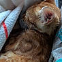 kitten, cat, orange_cat, feline, sleeping, resting, fur, soft_blanket, textile, cozy, indoor, closeup, ear, whiskers, pet, animal, cute, relaxing, nap, warm
