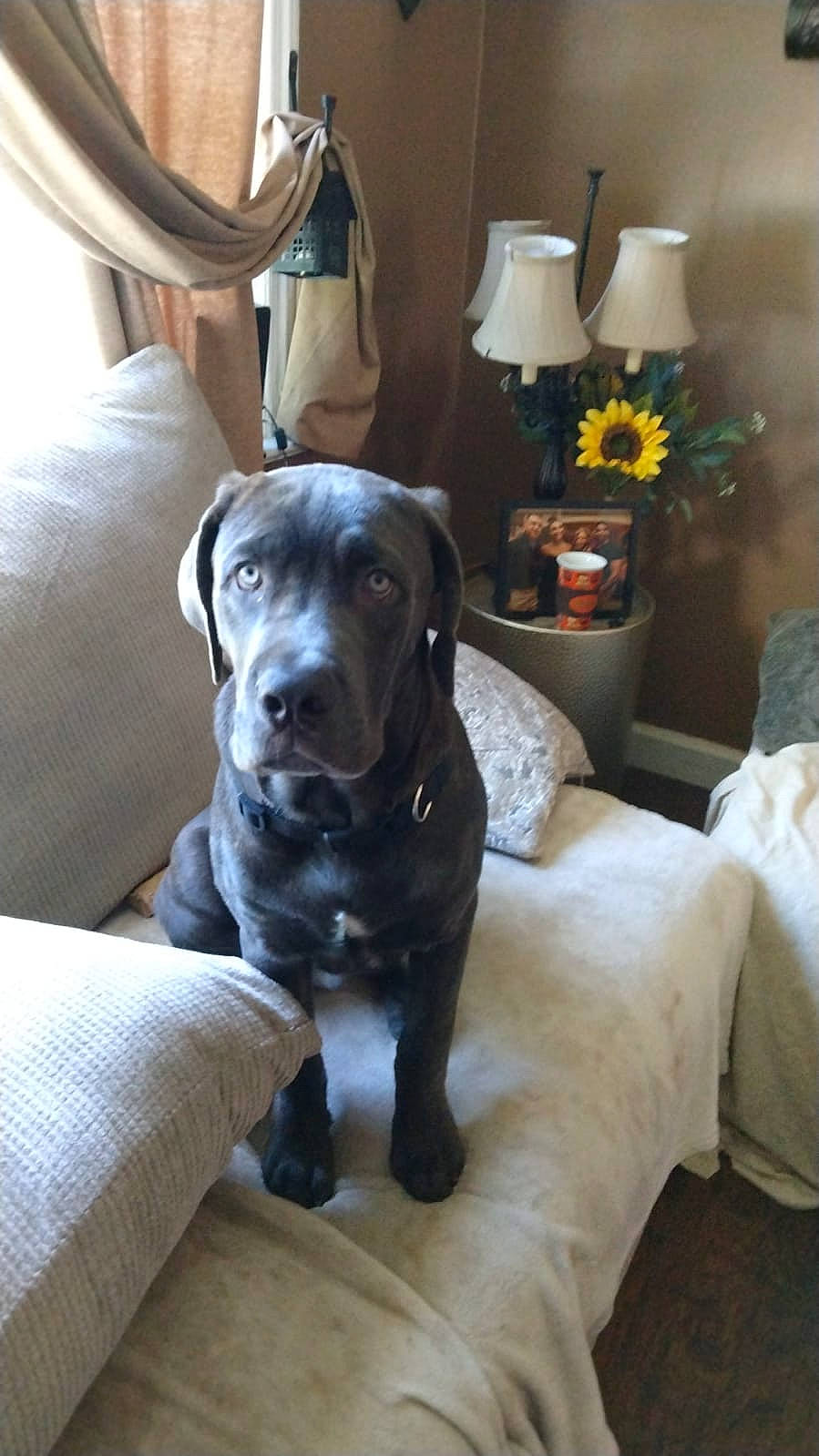 Charlie is registered to the contest to win money with this photo: canidae, carnivore, chair, comfort, companion_dog, dog, dog_breed, fawn, flower, furniture, grey, guard_dog, houseplant, lamp, liver, plant, snout, sporting_group, whiskers, working_animal