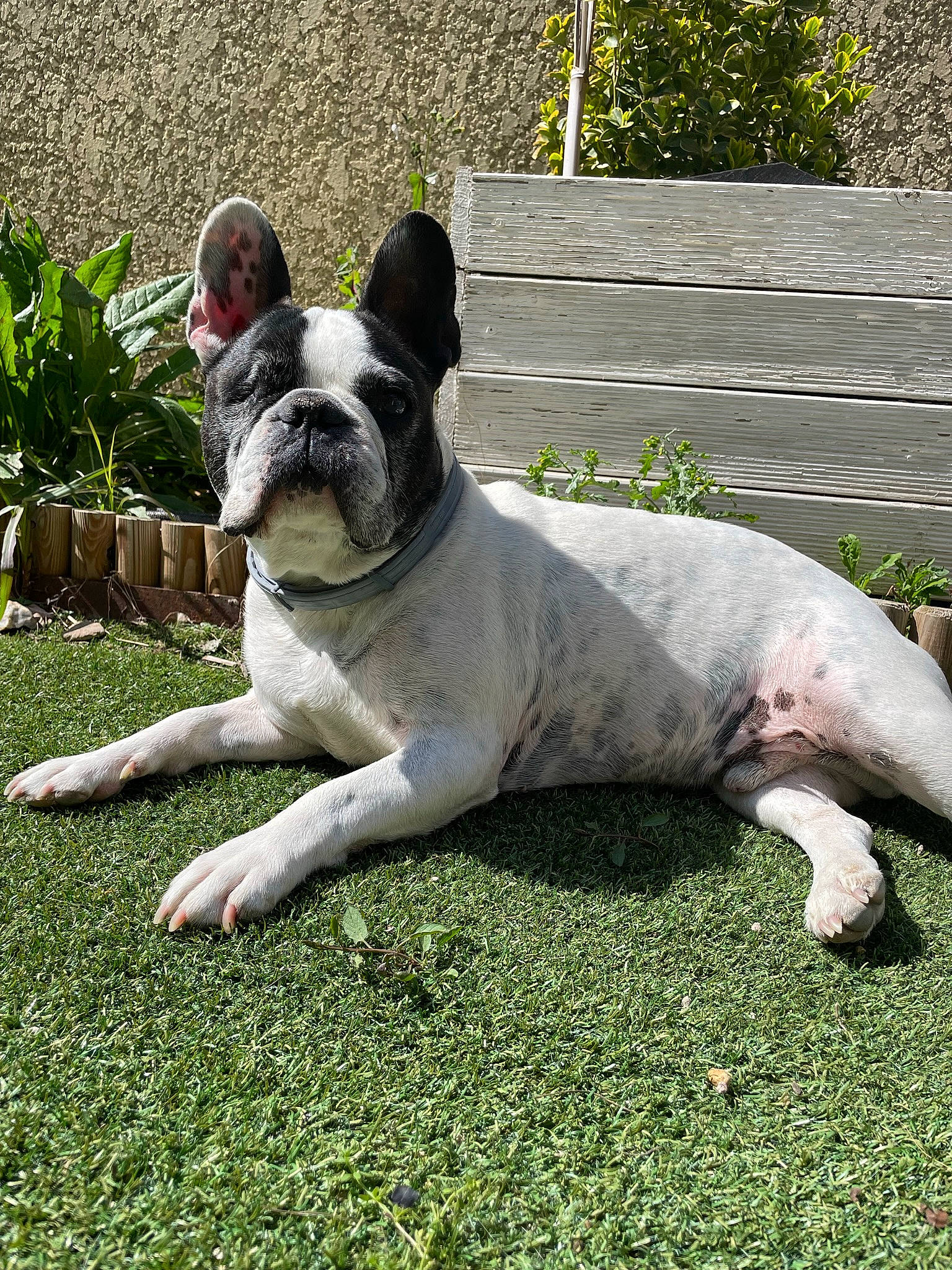 Heliott a rejoint le concours — aidez-le/la à gagner de superbes lots ! bulldog, canidae, carmine, carnivore, collar, companion_dog, dog, dog_breed, fawn, flowerpot, grass, groundcover, houseplant, non_sporting_group, plant, snout, sporting_group, terrestrial_animal, working_animal, wrinkle