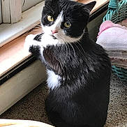 Cici joined the competition — help win amazing prizes! cat, black_and_white, window, yellow_eyes, indoor, basket, blanket, carpet, curious, pet, animal, fur, whiskers, paws, resting, natural_light, cozy, looking_out, domestic, soft