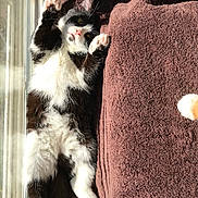 Cici joined the competition — help win amazing prizes! animal, black_and_white, blanket, brown, cat, cozy, cute, feline, fluffy, fur, home, indoor, paw_pads, pet, relaxed, resting, soft, stretching, sunlight, window