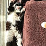 Cici joined the competition — help win amazing prizes! cat, black_and_white, fluffy, paw_pads, sunlight, window, blanket, brown, relaxed, stretching, indoor, cozy, pet, feline, cute, resting, fur, animal, home, soft