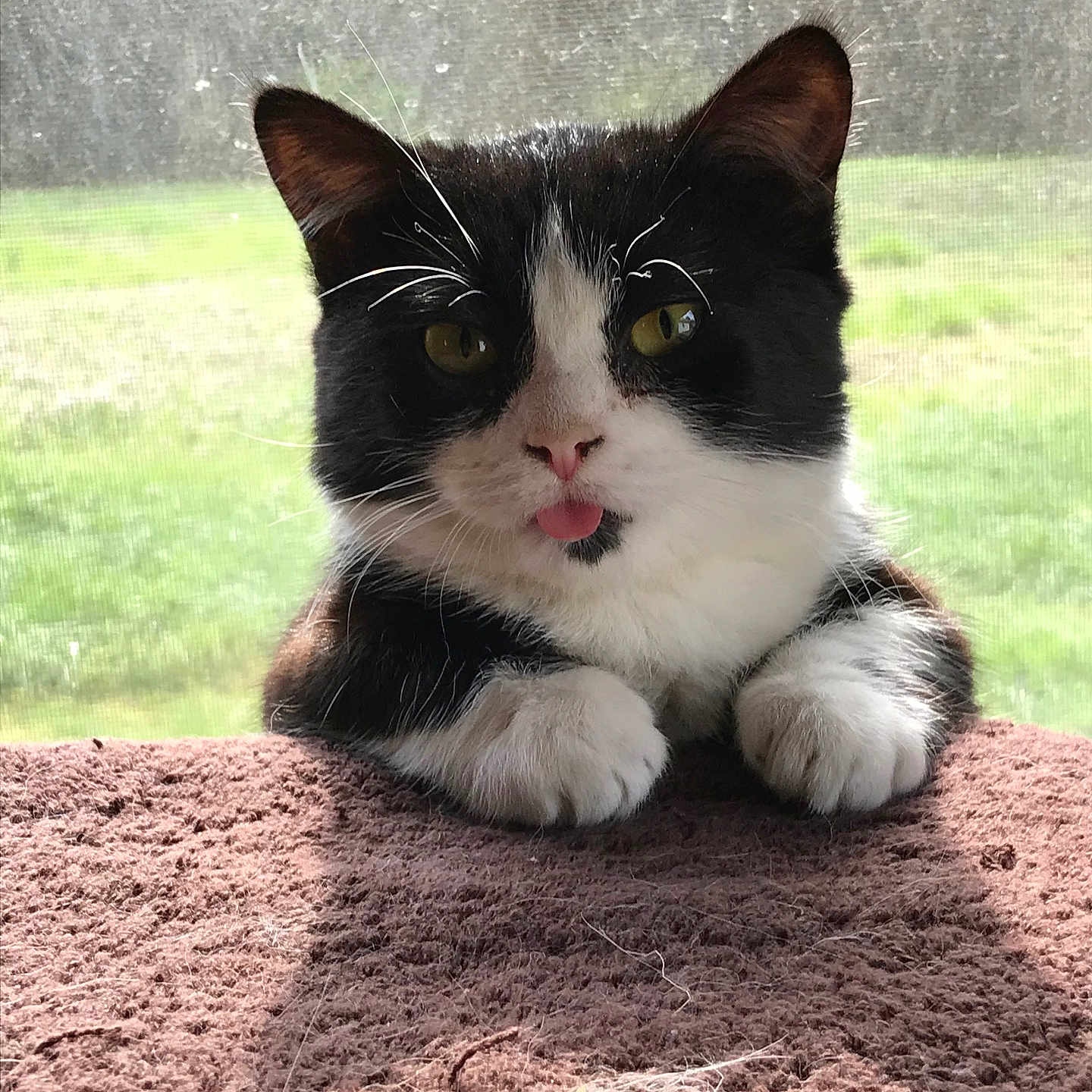Cici joined the competition — help win amazing prizes! cat, black_and_white, tongue_out, paws, window, screen, indoor, sunlight, green_background, fur, pet, animal, cute, resting, close_up, whiskers, pink_nose, playful, soft_surface, domestic