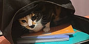 Prunelle participe au concours pour gagner de l'argent avec cette photo : cat, calico_cat, backpack, notebooks, indoor, curious, pet, feline, black_backpack, orange_notebook, blue_notebook, white_notebook, fur, whiskers, table, blanket, cozy, closeup, animal, domestic_animal