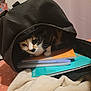 cat, calico_cat, backpack, notebooks, indoor, curious, pet, feline, black_backpack, orange_notebook, blue_notebook, white_notebook, fur, whiskers, table, blanket, cozy, closeup, animal, domestic_animal