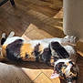 cat, calico, animal, pet, indoor, wooden_floor, sunlight, stretching, chair, furniture, relaxing, green_eyes, fur, calm, daylight, paw, whiskers, cute, mammal, domestic