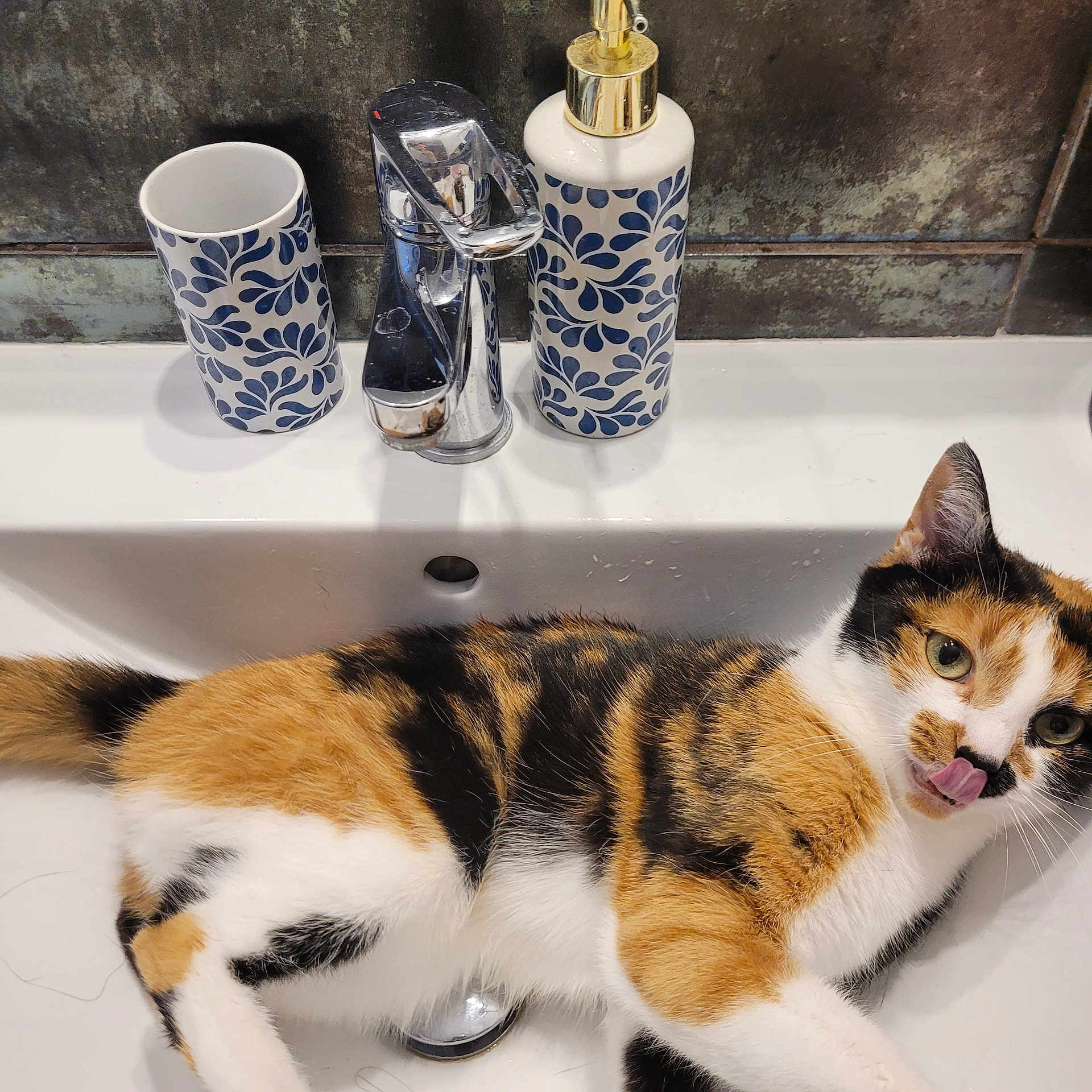 Prunelle participe au concours pour gagner de l'argent avec cette photo : cat, calico_cat, sink, bathroom, faucet, soap_dispenser, cup, white_sink, chrome, licking, tongue_out, fur, domestic, pet, relaxed, indoor, clean, patterned, blue, leaf_design