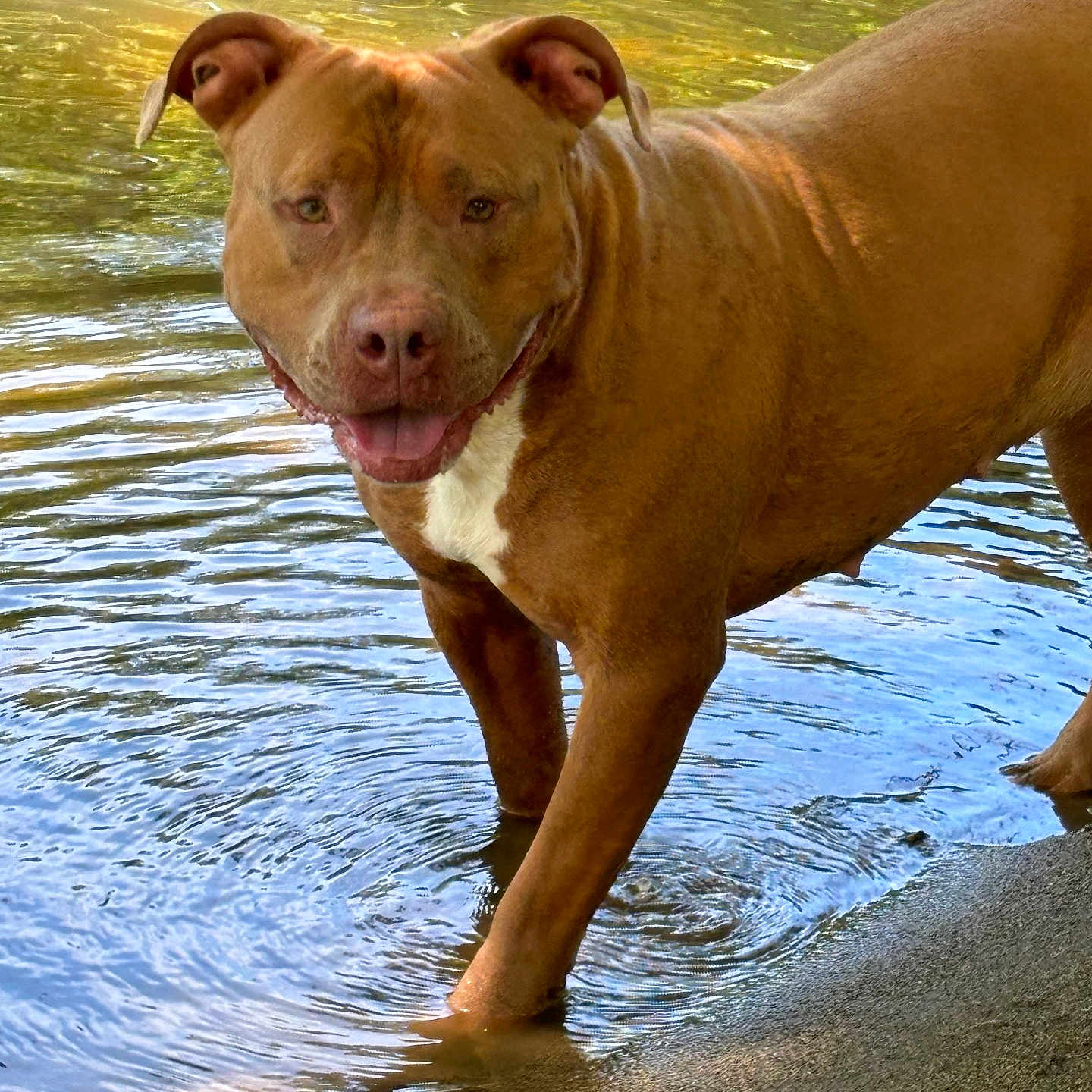 Rose is registered to the contest to win money with this photo: animal, boxer, bulldog, canine, dog, face, head, nature, outdoors, person, pet, photography, pitbull, portrait, puppy, ripple, rock, sea, summer, water