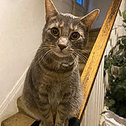 Kylo is registered to the contest to win money with this photo: cat, gray_tabby, pet, indoor, stairs, carpet, banister, wooden, curious, animal, feline, whiskers, ears, eyes, sitting, houseplant, collar, fur, closeup, portrait