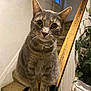 cat, gray_tabby, pet, indoor, stairs, carpet, banister, wooden, curious, animal, feline, whiskers, ears, eyes, sitting, houseplant, collar, fur, closeup, portrait
