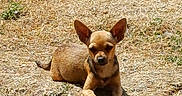 Princesse participe au concours pour gagner de l'argent avec cette photo : alert, animal, brown_fur, canine, chihuahua, companion, cute, daytime, dog, dry_grass, ears_up, ground, nature, outdoor, pet, resting, small_dog, sunny, tiny, watchful