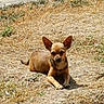 dog, chihuahua, small_dog, outdoor, dry_grass, sunny, pet, animal, ears_up, resting, brown_fur, cute, canine, ground, nature, daytime, watchful, alert, tiny, companion
