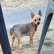 Princesse participe au concours pour gagner de l'argent avec cette photo : dog, small_dog, outdoor, grass, plastic_chair, animal, pet, alert, ears, standing, curious, brown, tan, short_hair, ground, daylight, nature, looking, side_view, canine