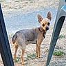 dog, small_dog, outdoor, grass, plastic_chair, animal, pet, alert, ears, standing, curious, brown, tan, short_hair, ground, daylight, nature, looking, side_view, canine